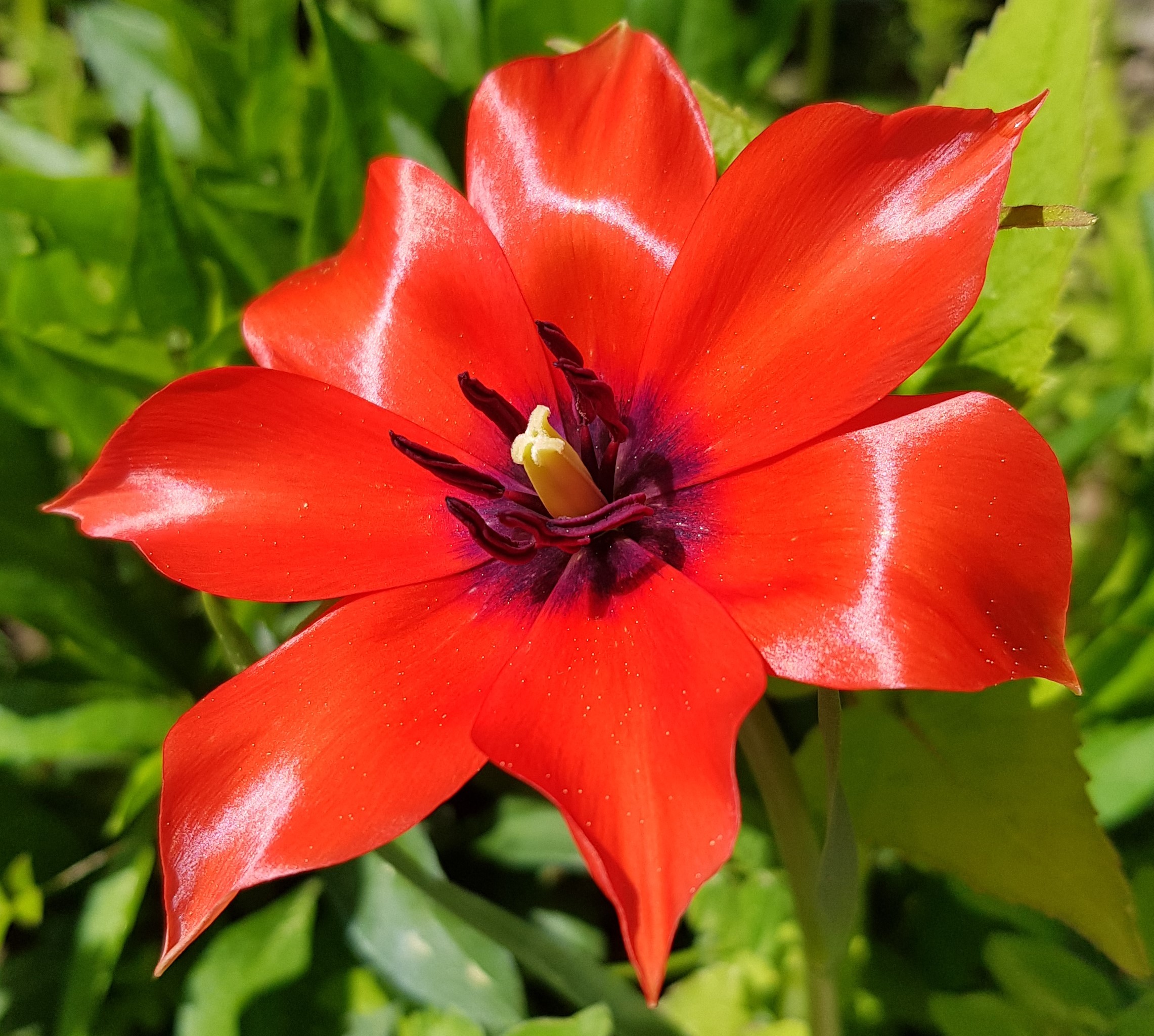 Wildpflanze Tulipa linifolia