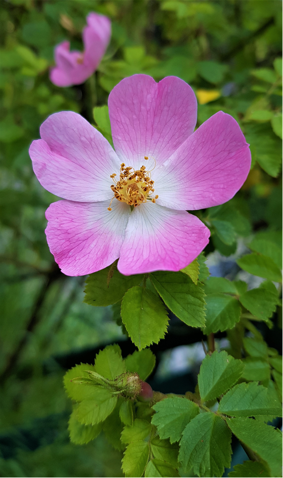 open wild rose flower