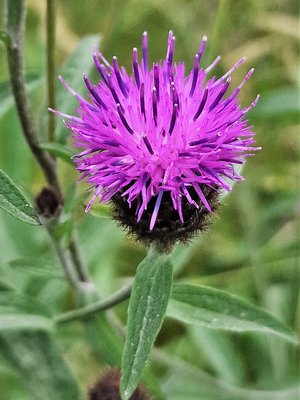 Gefördert von der Bürgerstiftung Schmitten und Hessen Forst wurde Mahdgut von nahen Naturschutzwiesen auf einer Rohbodenfläche auf einem Parkplatz von Hessen Forst übertragen, mit Holz eingefasst und beschildert.