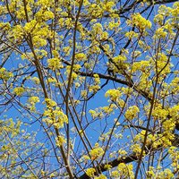 Baum, Kornelkirsche