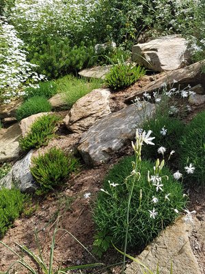 Der Großteil des Naturgartens auf einem Neubaugrundstück ist auf Wunsch der Eigentümer mit weißen Wildpflanzen und Wildrosen sowie weißen naturnahen Sorten bepflanzt und besät worden.