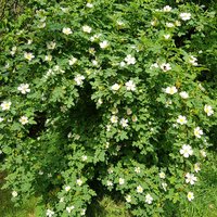 Wildrosenhecke